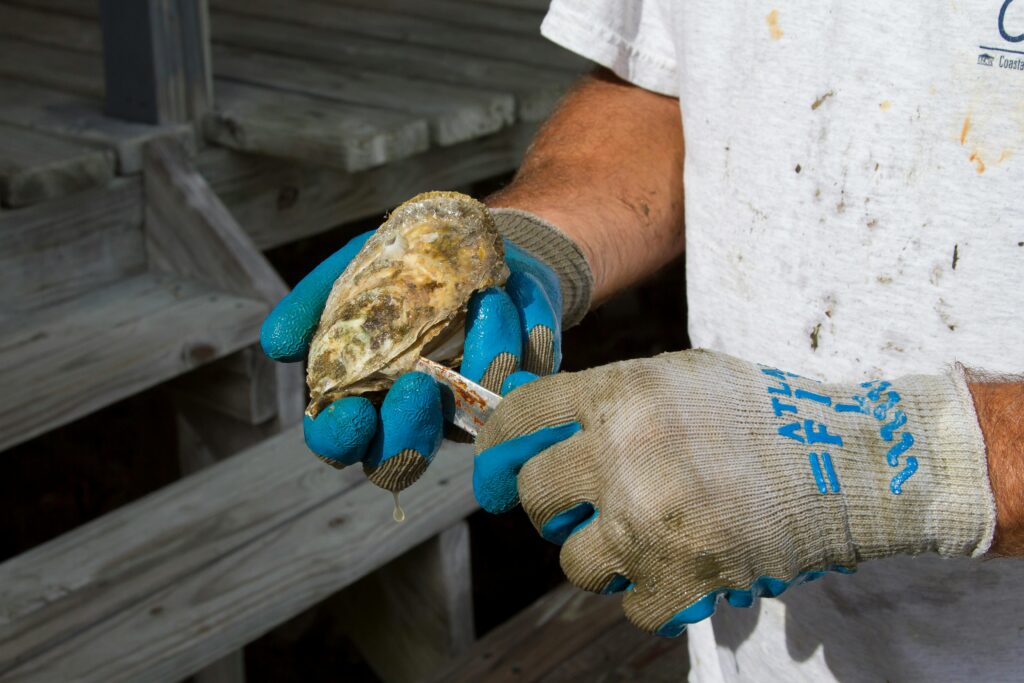 Oyster Processing